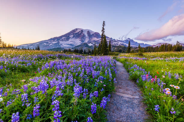 Reflection lake trail-Summer, Mount Rainier Reflection lake trail-Summer, Mount Rainier cascade range photos stock pictures, royalty-free photos & images
