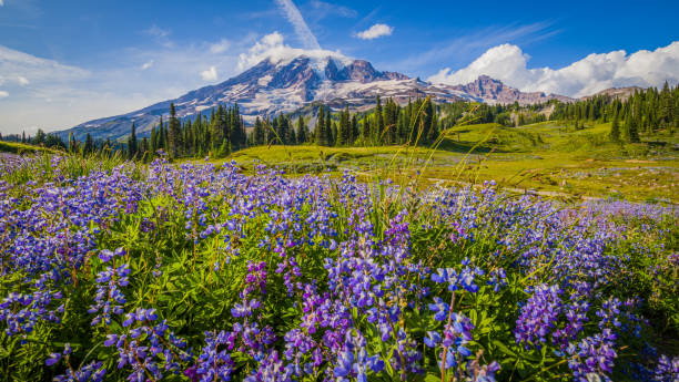 Wildflowers, Mount Rainier, Washington st Wildflowers, Mount Rainier, Washington st mt rainier stock pictures, royalty-free photos & images