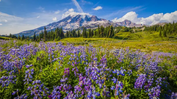 Photo of Wildflowers, Mount Rainier, Washington st