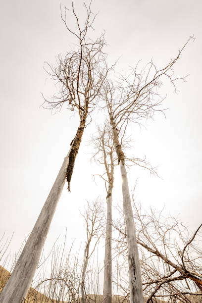 istock Dead tree snags reaching to an overcast sky in winter 1214079861