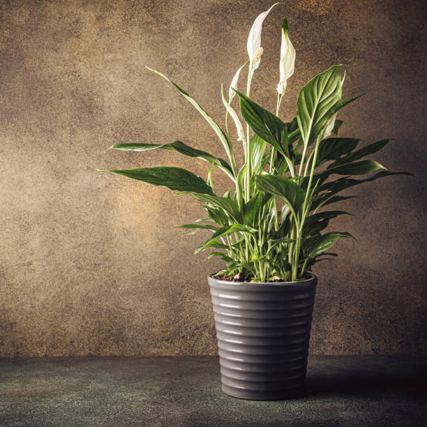 istock Collection of various succulent plants 1214079888