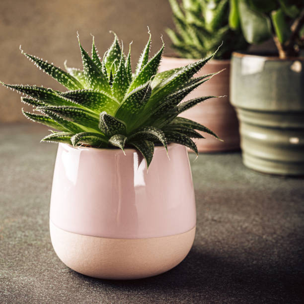 istock Indoor houseplant succulent 1214079895