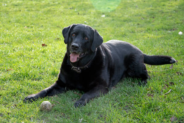 istock Black labrador on green lawn with ball 1214080018