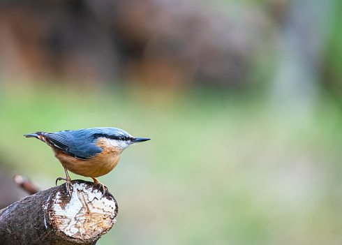 Nuthatch perched on a log in a nature reserve.