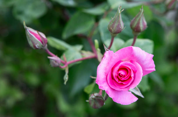 istock Pink rose in the garden 1214081224