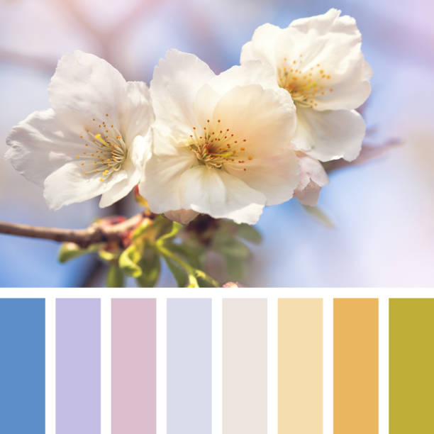 istock Cherry blossom in springtime colour palette 1214082383