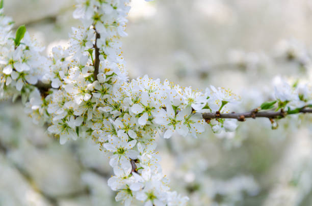 white flowering sloe bushes in spring