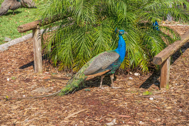 istock Male peacock in motion 1214082641