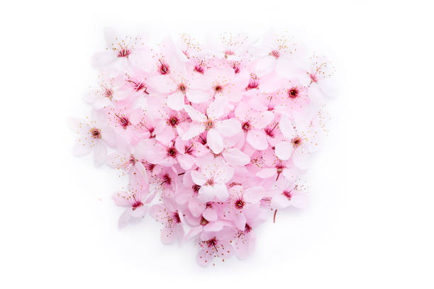 istock Fresh spring cherry blossom in heart shape 1214082657
