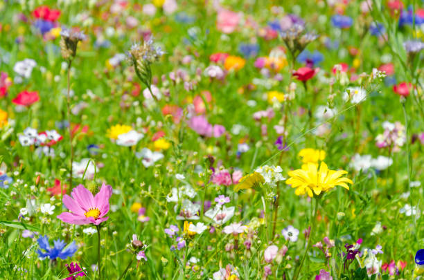 istock colorful meadow with wildflowers in summer 1214082894