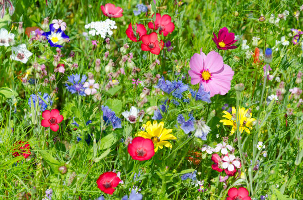 istock colorful meadow with wildflowers in summer 1214082994