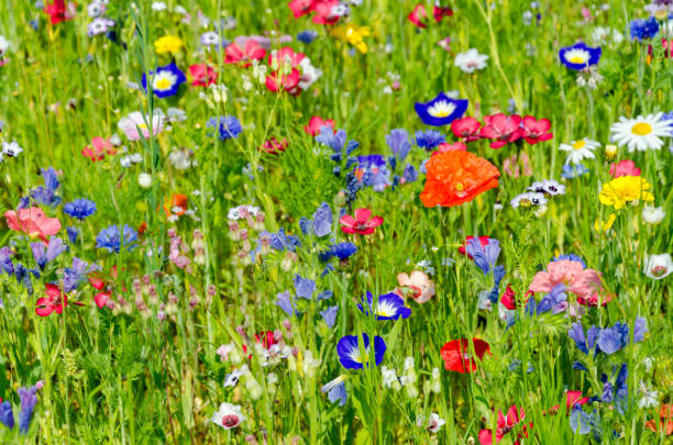 istock colorful meadow with wildflowers in summer 1214083069