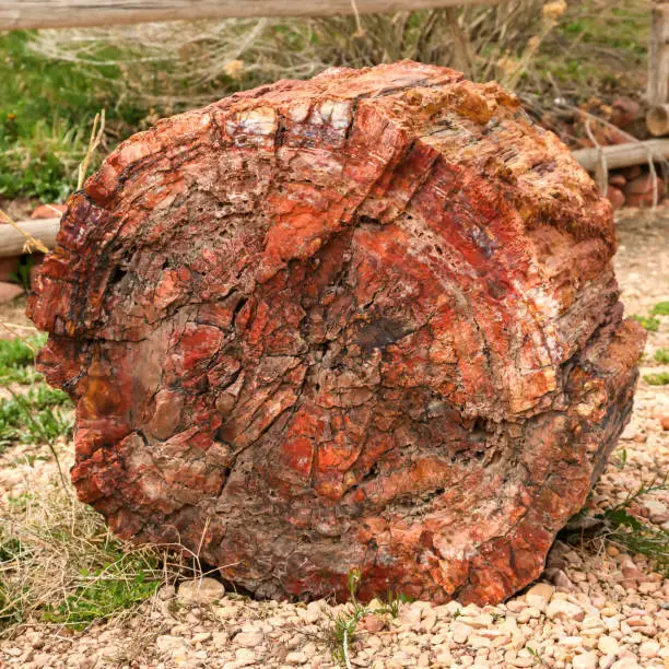 Fossilised tree trunk in Utah, USA. The wood has turned to stone over milennia.