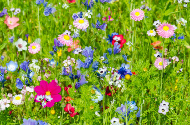 istock colorful meadow with wildflowers in summer 1214083105