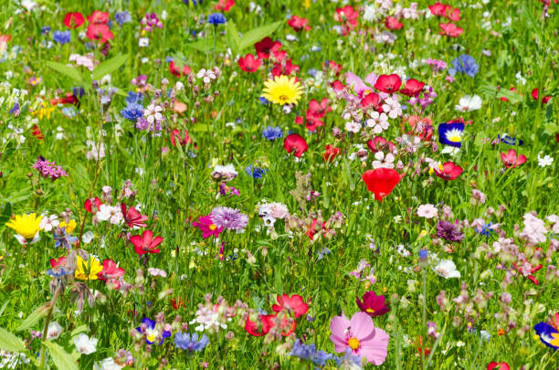 istock colorful meadow with wildflowers in summer 1214083157