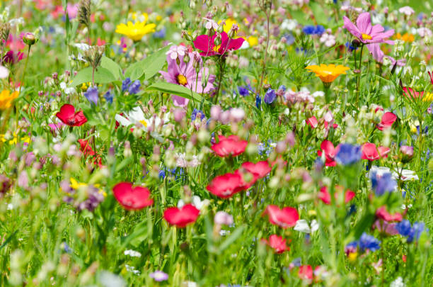 istock colorful meadow with wildflowers in summer 1214083193
