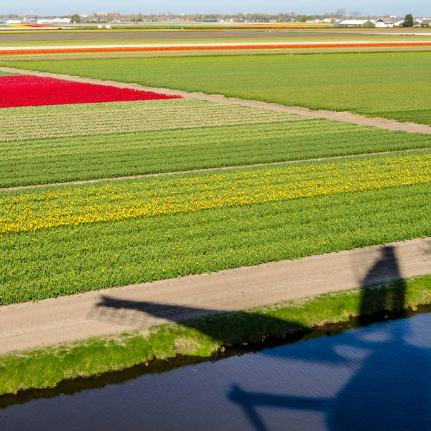 istock Dutch tulip field in springtime 1214084046