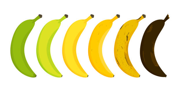 Banana ripeness stages vector isolated Banana ripeness stages vector isolated. From unripe to rotten. Green, yellow and brown banana skin. Healthy nutrition. ripe stock illustrations
