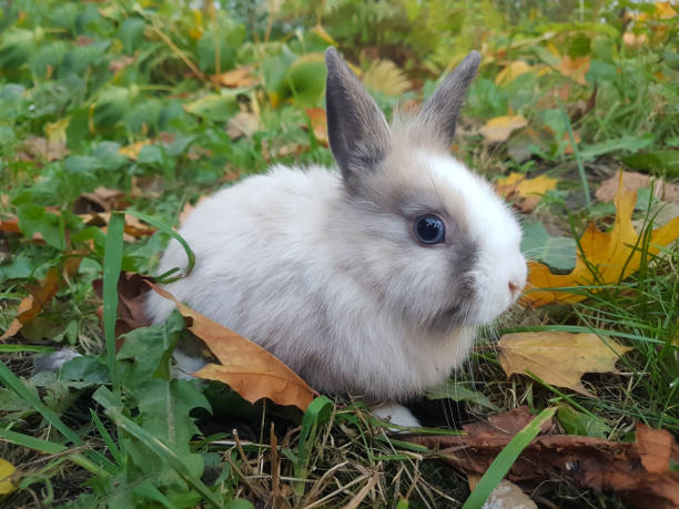 istock home rabbit on the lawn near the house 1214084473