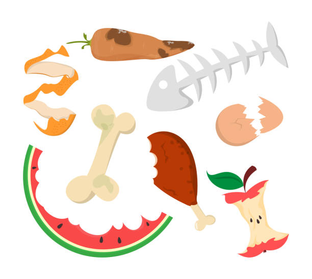 Food garbage vector isolated. Organic waste Food garbage vector isolated. Organic waste. Apple core, chicken leg and watermelon peel. Kitchen leftovers. animal bone stock illustrations