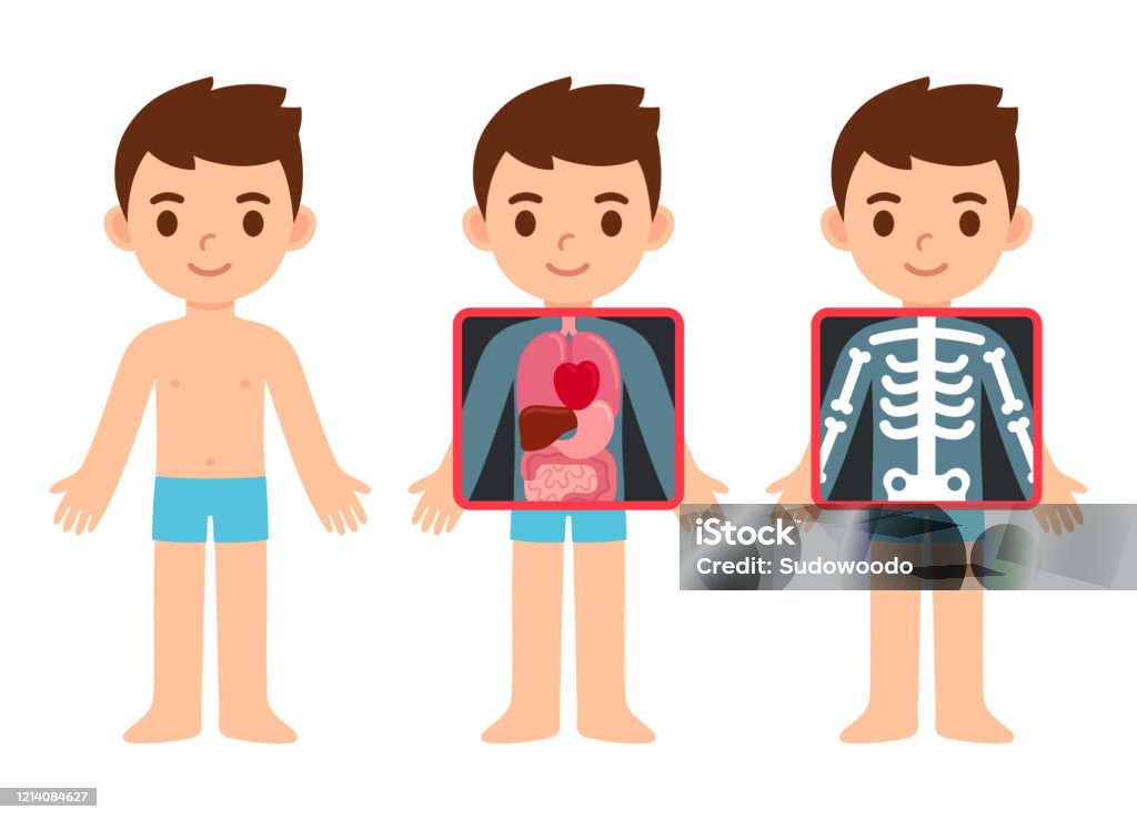 Cartoon Child Xray Stock Illustration - Download Image Now - X-ray Image,  X-ray Equipment, The Human Body - iStock