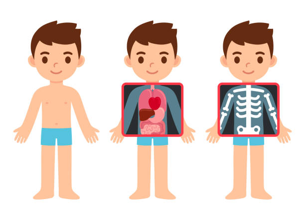 Cartoon child x-ray Cute cartoon boy with x-ray screen showing internal organs and skeleton. Element of educational infographics for kids. Isolated vector clip art illustration. x ray equipment stock illustrations