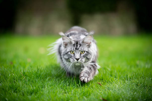 maine coon cat silver tabby maine coon cat hunting walking towards camera lowered with copy space longhair cat photos stock pictures, royalty-free photos & images