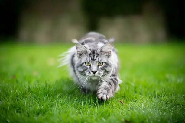 silver tabby maine coon cat hunting walking towards camera lowered with copy space