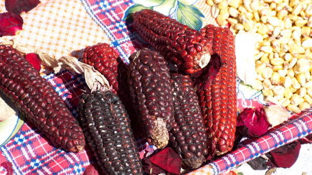 istock Dried ears and kernels of corn 1214085524