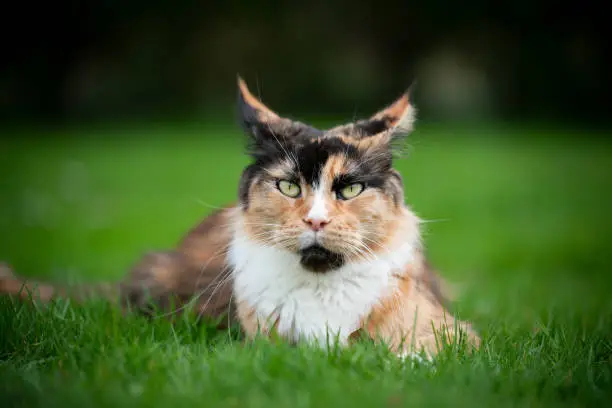 Photo of maine coon cat