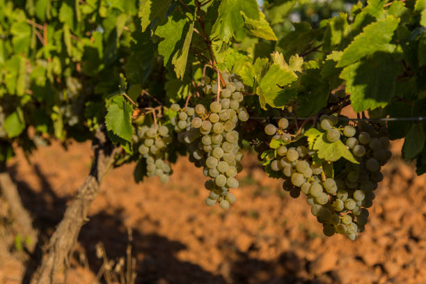 istock Vineyards with bunches of ripe grapes for wine 1214085568