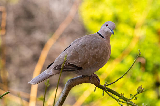 istock dove in a garden in Provence 1214085975