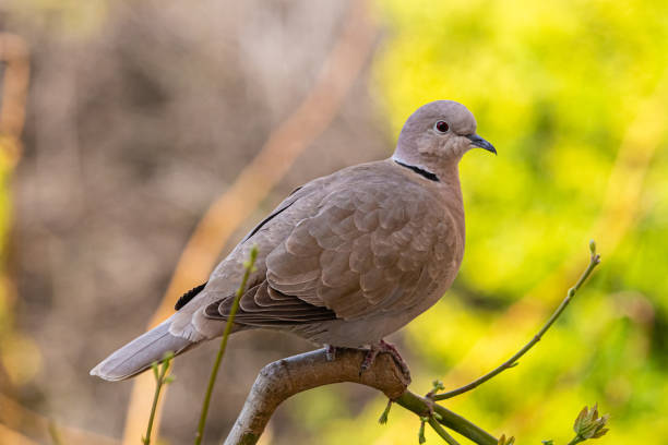 istock dove in a garden in Provence 1214085977
