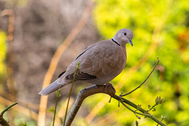 istock dove in a garden in Provence 1214085978