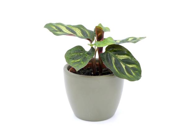 istock Calathea Makoyana, Peacock plant 1214086158