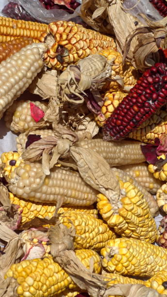 istock Dried ears of corn 1214087369