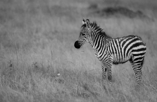 istock Zebre in the savannah 1214087530