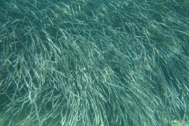 istock Underwater photos from Albania 1214087638