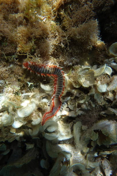 istock Underwater photos from Albania 1214087642