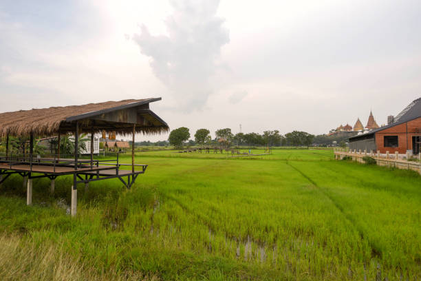 istock walkway in green rice field 1214087712
