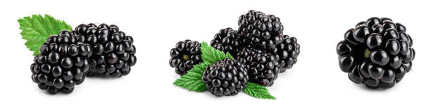 blackberry with leaf isolated on a white background closeup. Set or collection.
