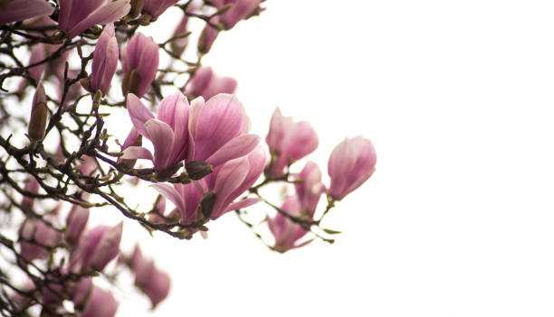 istock magnolia blossom at spring in a public garden on white sky background 1214089043