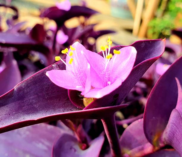 istock a small purple flower and purple leaves 1214090218