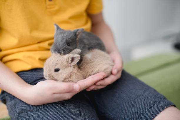 istock Two bunny babies in the hands of the boy. 1214090318