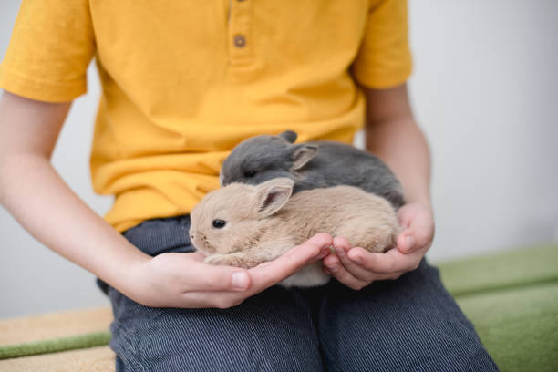 istock Two bunny babies in the hands of the boy. 1214090320