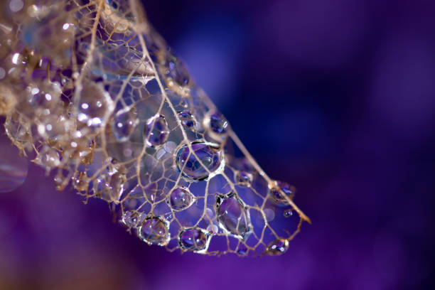 istock Lace wings purple blue abstract bacground macro 1214090688