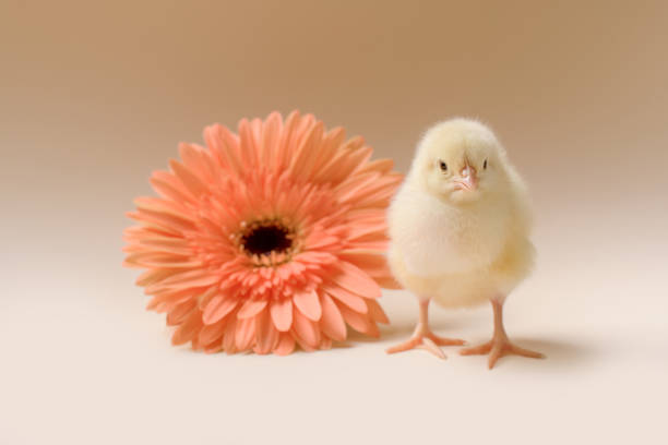 image d’un poulet naissant moelleux nouveau-né sur le fond d’une fleur de gerbera. - baby chicken human hand young bird bird photos et images de collection