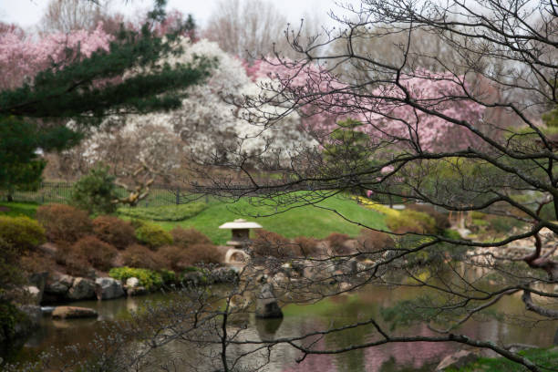 Beautiful cherry blossoms cover the pathway during the spring.  Kanazawa Cherry Blossom Festival, Ishikawa Prefecture, Japan