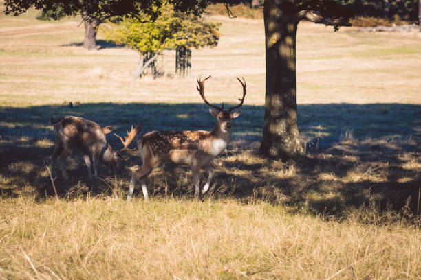 istock Richmond Royal Park's Deers, London, UK. 1214092589