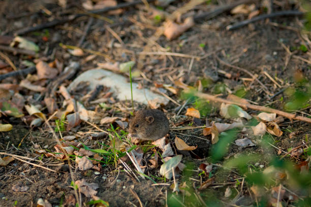 Field mouse walking on the ground between the grass